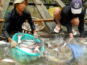 Farmers contribute to pangasius farming standards